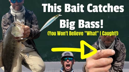 This BAIT Catches BIG BASS! (You Won't Believe "What” I Caught!)