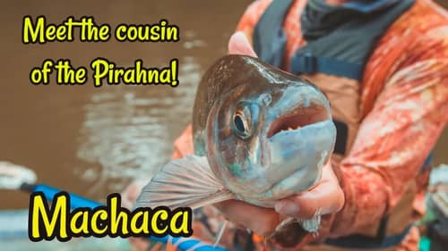 Machaca And Guapote - Freshwater Fishing in Costa Rica