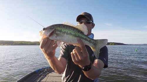 How to tell a Spotted Bass From a Largemouth