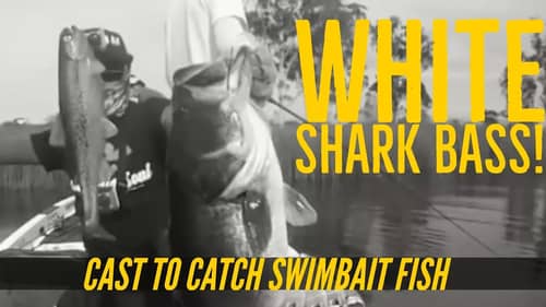 8+ pound Largemouth Bass Eats a Swimbait Shark Week Style