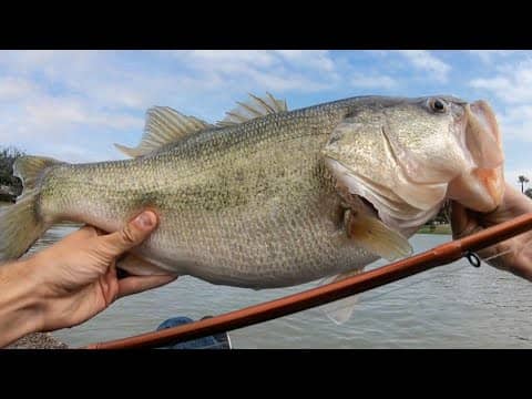 The BIG FISH are MOVING SHALLOW! (HUGE BASS CAUGHT)