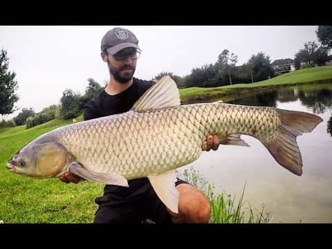 This GOLF COURSE has some CRAZY BIG FISH!!