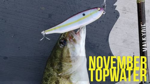 November Topwater Bass Fishing with Alex "Zander" Mei of Tackle Tour