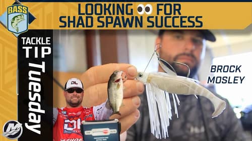 Mosley focuses on birds for early shad spawn success