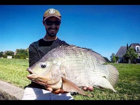 SIGHT FISHING for GIANT TILAPIA & BLUEGILL + UNDERWATER FOOTAGE!