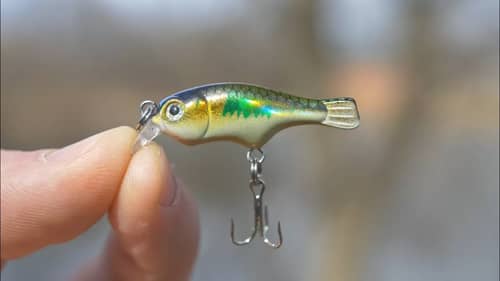 CHEAP Micro Crankbait? (Is It any Good?!)