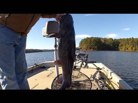 Big Catfish caught on 6 pound test line