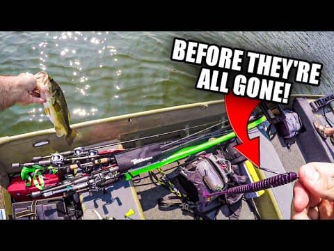 Texas Rigged Worms Before It's TOO LATE! (PowerBait Kingtail)