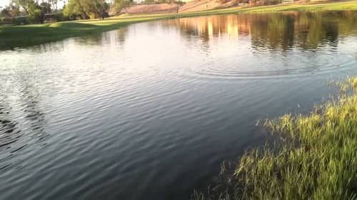 Late Evening Bass Fishing With Frogs