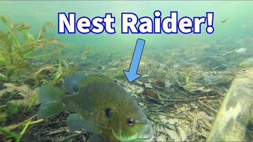 Rival bluegill invades nest and eats eggs! (underwater video)