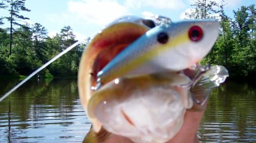 Bass Fishing with KVD Red Eye Shad