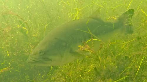 Awesome Underwater Video of Spawning Bass