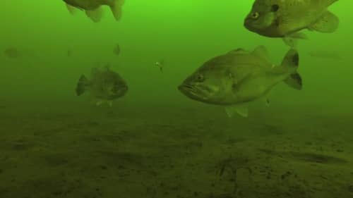 Underwater Video of Big Bass, Panfish & Pike