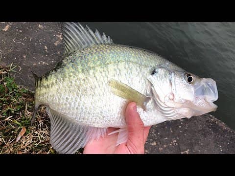 Catching WINTER CRAPPIE right off the BANK!!