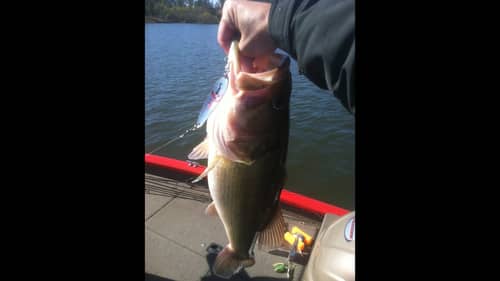 Bass Fishing with a Flutter Spoon.