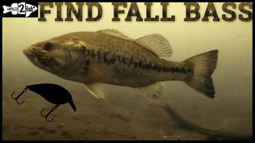Where to Find Bass During the Fall Cool Off