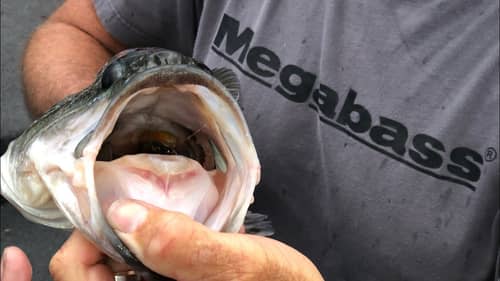 EVERY Great Bass Angler Does THESE 2 Things…(You Should Too)
