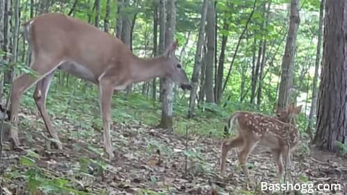 Fawn and Doe Caught on Trail Cam #nature #deer #basshogg