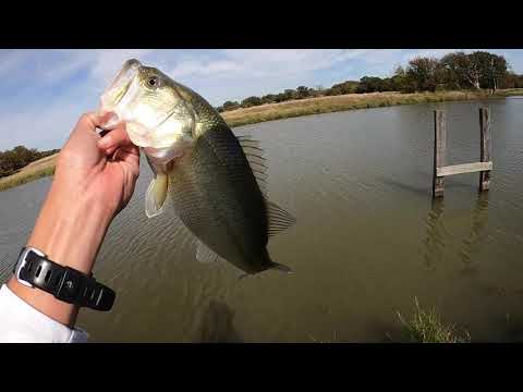 Late Fall Pond Fishing For Texas Bass