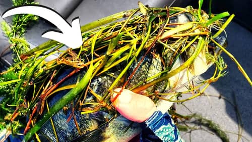 The #1 COVER For BASS // 7 High Percentage Grass Areas For Bass