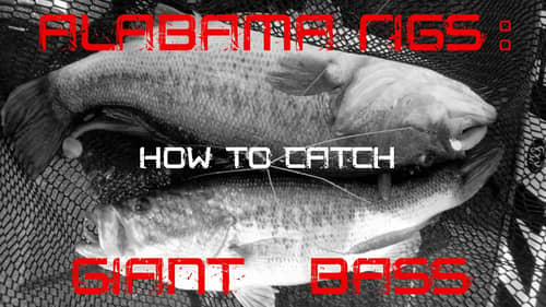 Alabama Rigs: How to Catch Giant Bass