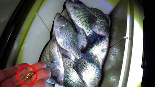 SIMPLE Way To Catch LOADS Of Crappie At Night!!!