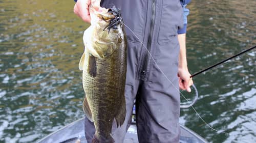 Bass Sight, Transducer Pings and Bass, Pond Fishing Tips and More | Bass Fishing
