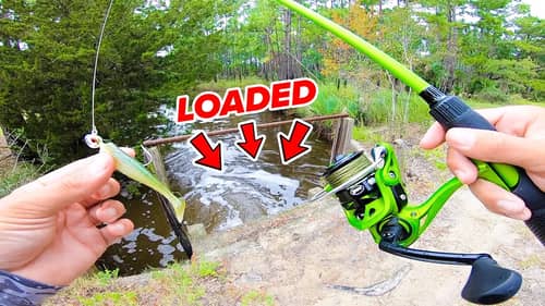 My CRAZIEST Day of Fishing EVER! (LOADED w/ BIG FISH)