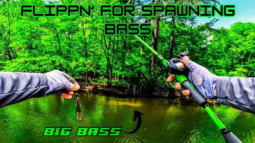 BED FISHING For SHALLOW AGGRESSIVE Bass!!!!!! || Spring Bass Fishing
