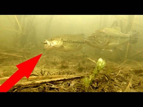 ULTRA CLEAR Underwater Bed Fishing for Bass w/ Incredible Footage! (Tips & Tricks)