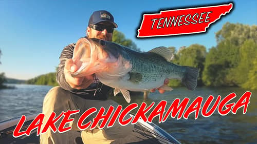 Is Lake Chickamauga Really That Good? (Big Bass Eats A Spinnerbait)