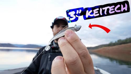 The Perfect Jig for Tiny Swimbaits & Scoping | Early Winter Spotted Bass Action on Lake Oroville