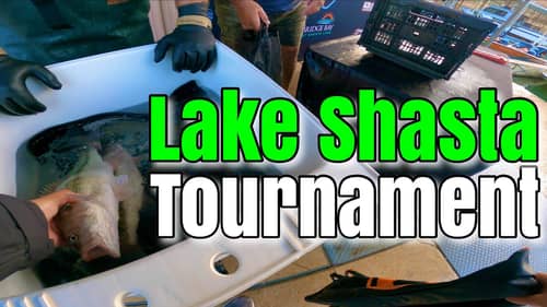 Fishing The 2nd Phils Prop Tournament On Lake Shasta | NEW Jig Announcement & Spinnerbait Update