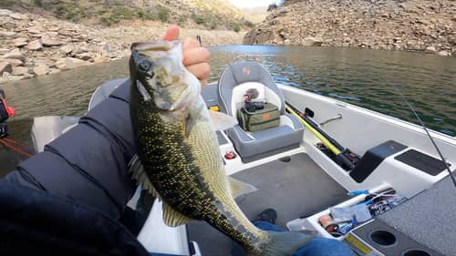 Cliffs and Catches: Early Winter Bass Adventures on Steep Bluff Walls - Middle Fork Lake Oroville