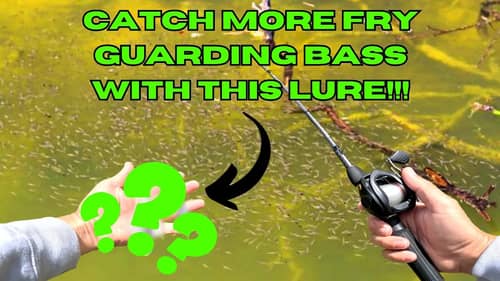 FRY GUARDING Bass CRUSH This Lure!! || Bass Fishing Tips