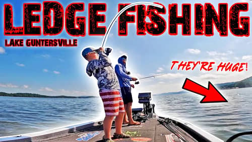 Ledge Fishing For DEEP LARGEMOUTH BASS on the TENNESSEE RIVER! (Lake Guntersville)