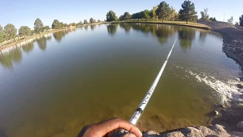 That Fish Smacked My Bait! - Pond Hopping For Urban Bass