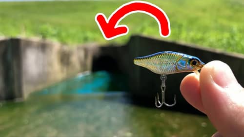 PUDDLE Fishing with a TINY Crankbait!!! (HIDDEN SPOT)