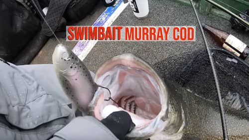 Murray Cod Fishing in A Tiny River - Big Cod Dreams Episode 11