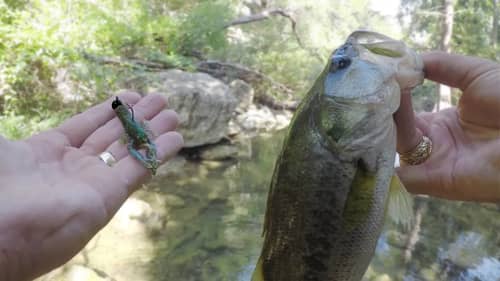 Fishing for Bass and Sunfish in Clear Texas Creeks with Crawfish