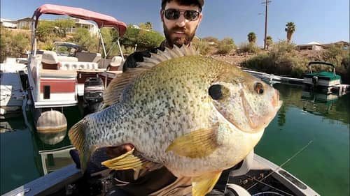 The BIGGEST SUNFISH EVER CAUGHT on VIDEO?? (INSANE)
