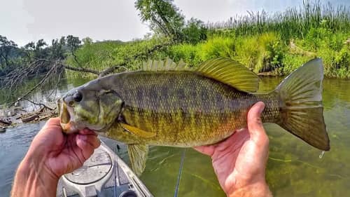 How I Fish A Stretch Of River For Summer Smallmouth
