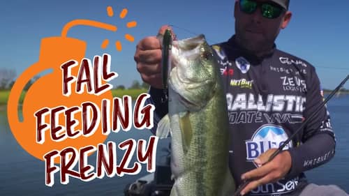Shallow Fall Bass Fishing - Feeding Frenzy (2022 Autumn Fishing Tips)