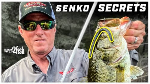 Catch More Bass on Senkos | Sight Fishing Tips