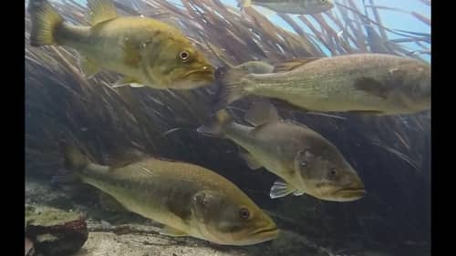 School of Bass Ignores Live Worms