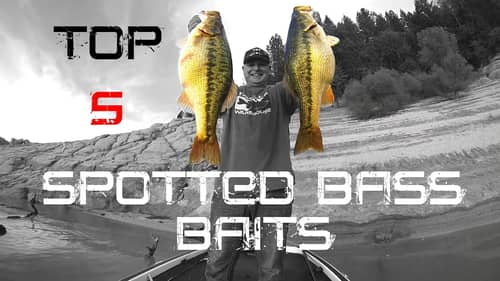 Top 5 Spotted Bass Baits