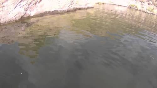 Giant Bass Eats Swimbait At The Boat