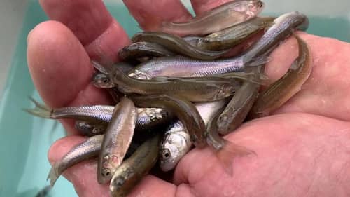 Texas Rig Fishing - 5 Fishing Knots You Need to Know -  Videos