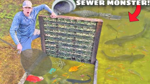 I Found a Sewer FILLED with MONSTER FISH!
