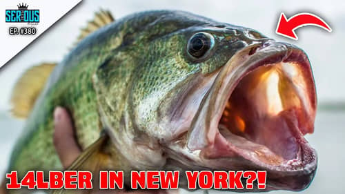 SPRO Chad Shad and 14lber in New York?!